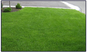 A Greener Seasons pesticide free lawn